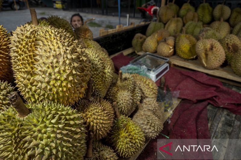 Pemkab Parimo Kembangkan Durian Sebagai Komoditas Unggulan Daerah ...