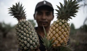 antarafoto-budidaya-buah-nanas-brgm-di-lahan-gambut-20102023-lmo-2.jpg