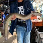 Manfaat-Ikan-Sidat-Ikan-Sidat-Kandungan-Gizi-Ikan-Sidat-2361822943