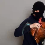 polisi-bekuk-maling-ayam-88-ekor-21052024-223435