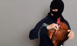 polisi-bekuk-maling-ayam-88-ekor-21052024-223435