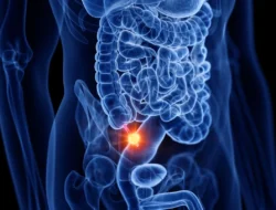 Ternyata Manusia Masih Bisa Hidup Tanpa Lima Organ Ini, Apa Saja?
